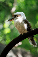 A laughing kookaburra (Dacelo novaeguineae) in the Colombia national aviary