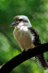 A laughing kookaburra (Dacelo novaeguineae) in the Colombia national aviary