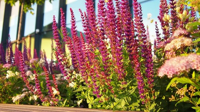 Sage Salvia genus of perennial herbaceous plants, shrubs of Lamiaceae family. Common sage Salvia pratensis. Purple flowers. Flowers under the rays of the evening sunset at Vilnius Airport, Lithuania