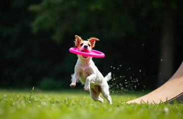 Jack Russell Terrier jumps to catch toy disk on lawn. Dog plays with flying disc in the air, green field at sunny day. Active pet enjoys outdoor activities with owner. Canine agility sport.