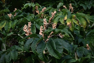 Fototapeta premium Rice paper plant (Tetrapanax papyriferus) tree. Araliaceae evergreen shrub native to Taiwan. Rice paper is made from the stem pith. Flowers in late autumn.