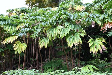 Rice paper plant (Tetrapanax papyriferus) tree.  Araliaceae evergreen shrub native to Taiwan. Rice paper is made from the stem pith. Flowers in late autumn.