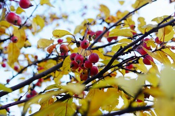 a close-up of a branch with vibrant red berries and green leaves, highlighted by soft sunlight.