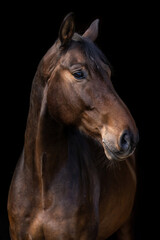 Fototapeta premium Dark bay warmblood gelding portrait against black background
