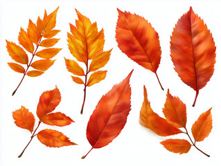 Fototapeta premium Autumn leaves falling on white background with vibrant colors