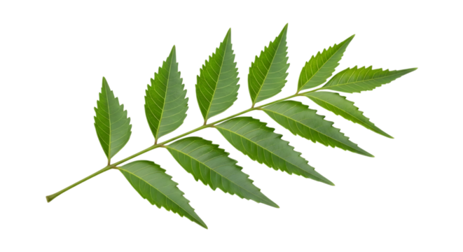 Bright green neem tree branch with serrated leaves, isolated on a white or transparent background, cutout, PNG