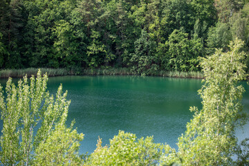 A lake in the forest in summer. A green lake in the forest.