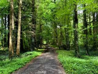 Beautiful walking footpath in the summer forest park, Ireland