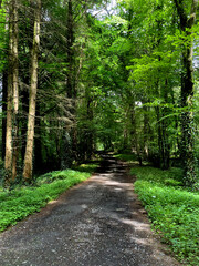 Beautiful walking footpath in the summer forest park, Ireland