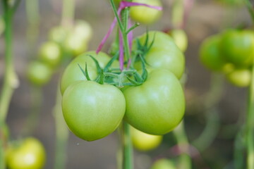 Tomatoes, fruits, and tomatoes grow in a greenhouse