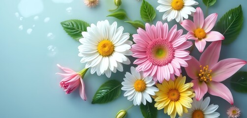 Floral arrangement with white daisies and pink blossoms. Flowers float in water. Nature spa concept. Fresh blooms and green leaves are featured. Beauty and wellness. Therapy background.