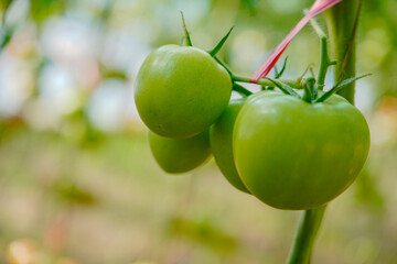 Tomatoes, fruits, and tomatoes grow in a greenhouse