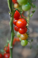 Tomatoes, fruits, and tomatoes grow in a greenhouse