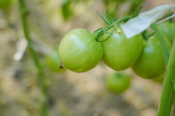 Tomatoes, fruits, and tomatoes grow in a greenhouse