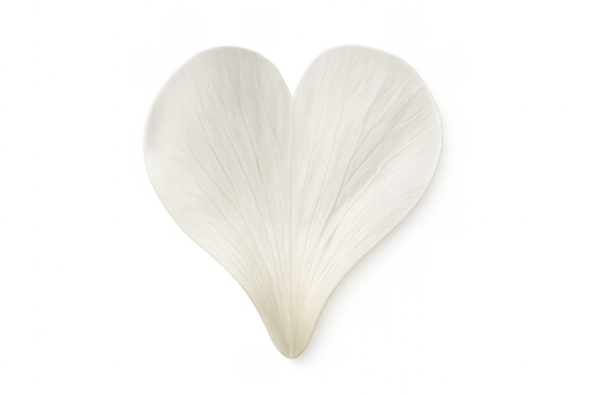 White flower petal forming heart shape concept