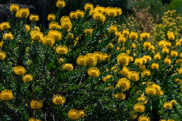 Photo of flowers taken in Cape Town Biodiversity Park