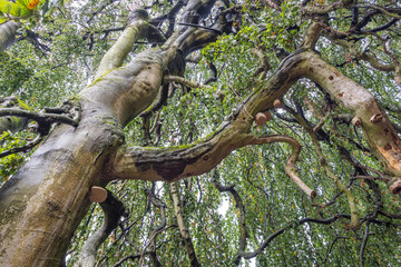 The garden by the Buchlovice castle, Czech Republic, Europe. A tree from a worm's eye view, showcasing its bark, branches and lush green foliage, symbolizing nature's resilience and beauty.
