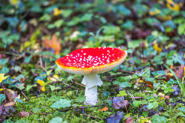 Vibrant toadstool with a red cap and white spots stands out against a green background. The mushroom adds color to the forest floor, inviting closer inspection.