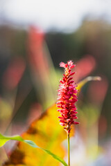 red and yellow flower