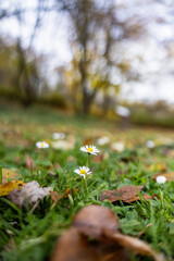 autumn leaves in the grass