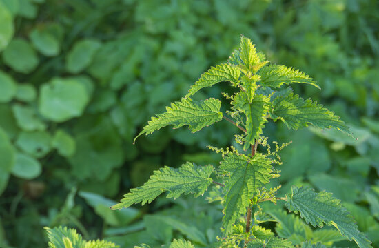 Urtica dioica Stinging Nettle backlit in soft green bokeh