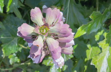 Acanthus mollis flower spike Bears Breech close up