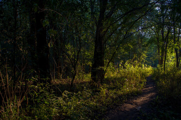 Fototapeta premium Bosque en el Valle de Punilla, Córdoba