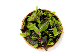 Holy basil, Fresh leaves of herb plant