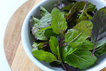 Holy basil, Fresh leaves of herb plant