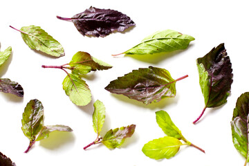 Holy basil, Fresh leaves of herb plant
