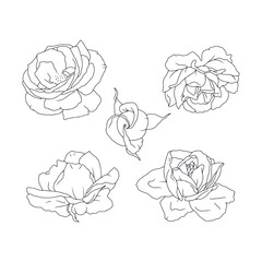 Hand drawn black and white line art rose flowers set isolated clip art