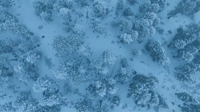 Aerial frosted mosaic slow motion drone capture of dense conifer clusters separated by snowy voids, cinematographic movement, nature filmmaker scouting composition, muted palette and soft light