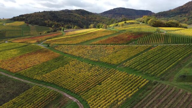 Terrassen und Pf&auml;lzerwald: Weinlandschaft der Pfalz im Herbstlicht