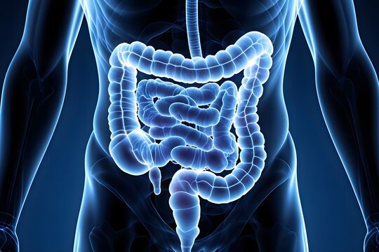 An anatomical 3D rende displays the human intestinal tract, emphasizing the complex structure of the large and small intestines in a translucent blue body.