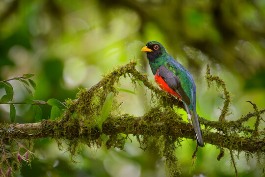 Masked Trogon, Trogon personatus