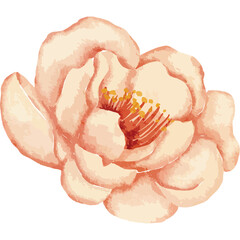 Delicate Watercolor Peony Blossom with Soft Peach and Yellow Tones and Transparent Background for Floral Design Elements