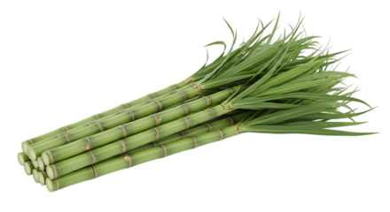 Fresh green sugarcane stalks, with long leaves arranged in a bundle, isolated on white or transparent background. PNG