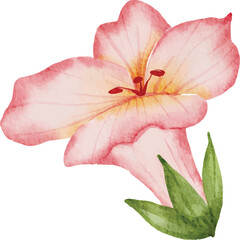 Delicate Watercolor Pink Lily Flower with Green Leaves on Transparent Background Hand Painted Artistic Floral Design Element