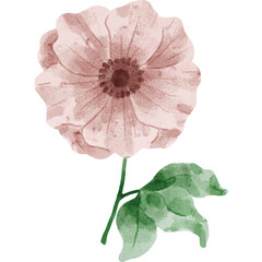 Delicate Watercolor Pink Peony Flower With Green Leaf Stem Isolated On Transparent Background Soft Petals And Detailed Center