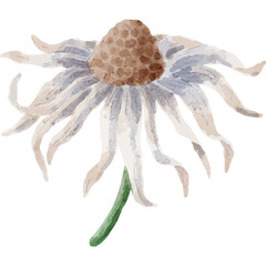 Delicate White Flower with Brown Center and Green Stem Isolated on Transparent Background Watercolor Style