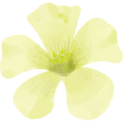 Delicate Yellow Flower With Five Petals And Green Stamens Rendered In Watercolor Style Isolated On Transparent Background