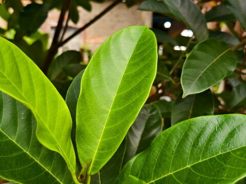 young cempedak leaves in the morning	