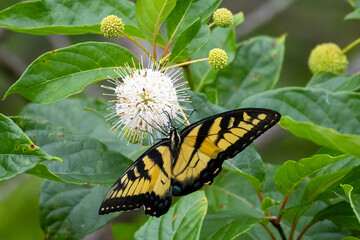 butterfly on a flower