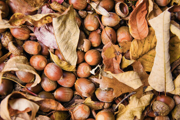 Overhead view of scattered acorns and fallen oak leaves displaying rich red, brown, and yellow autumn colors
