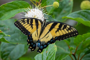 butterfly on a flower