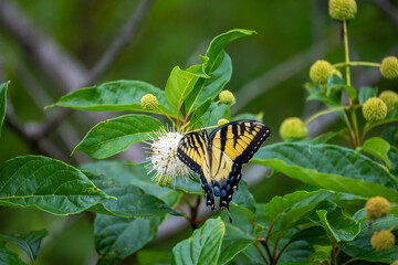 butterfly on a flower
