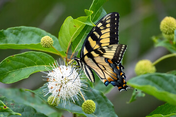 butterfly on a flower