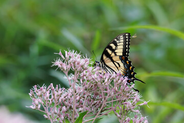 Obraz premium Eastern Tiger Swallowtail Butterfly on Joe-Pye Weed in Summer Garden