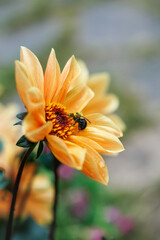 Busy honey bee pollinating the vibrant orange dahlia flower
