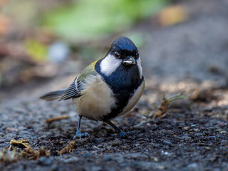 地面を歩くシジュウカラ